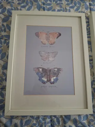 3 Cuadros Mariposas