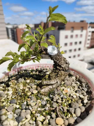 Zellova Nire Bonsai