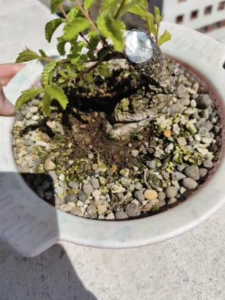 Zellova Nire Bonsai