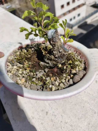 Zellova Nire Bonsai