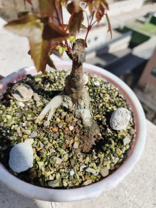 REBAJA Bonsai Arce Burgueriano