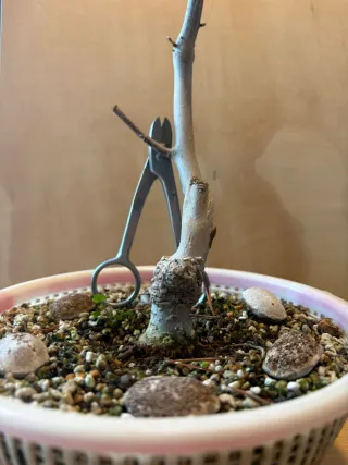 REBAJA Bonsai Magnolia Stellata