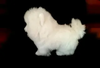 Peluche cachorro Bichón maltés  Muy realista NUEVO