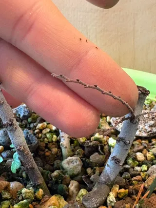 Bonsai balsa olmo nire hokkaido