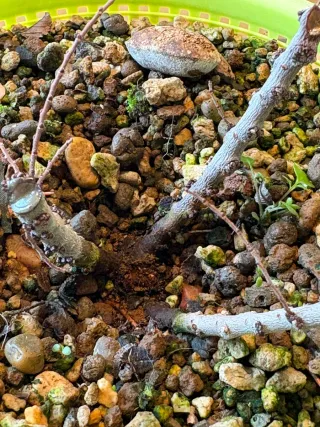 Bonsai balsa olmo nire hokkaido