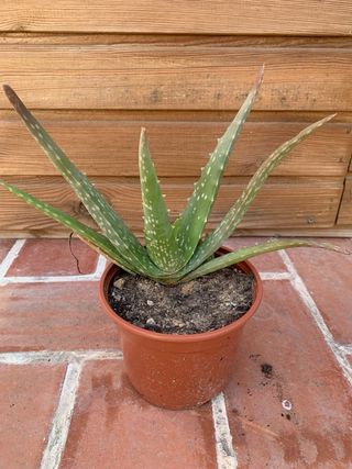 Planta Aloe Vera