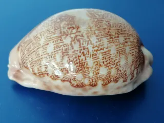 Cypraea Mappa Conchiglia