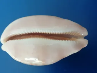 Cypraea Mappa Conchiglia