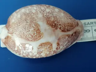 Cypraea Mappa Conchiglia