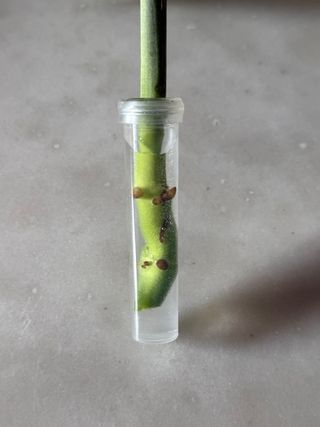 Estaca Monstera Adansonii (Monkey Leaf)