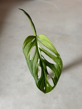 Estaca Monstera Adansonii (Monkey Leaf)