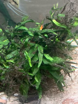 Helecho de Java para acuario