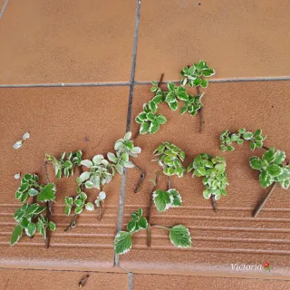 4 Esquejes de Incienso