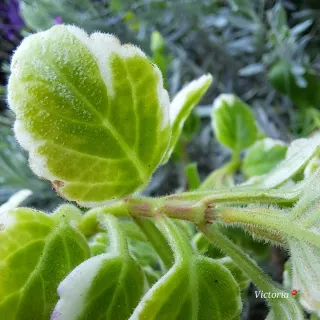 4 Esquejes de Incienso