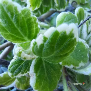 4 Esquejes de Incienso