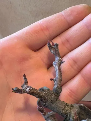 Urge venta árboles bonsai de mi perfil