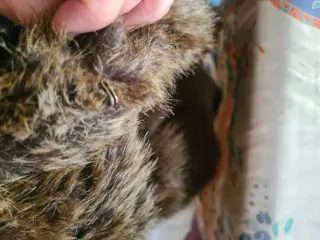 Chaquetón efecto vison sintético T S sin estrenar