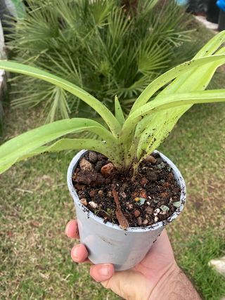 Paphiopedilum insigne “Arenys”