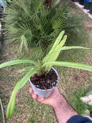 Paphiopedilum insigne “Arenys”