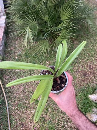 Paphiopedilum insigne “Arenys”