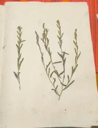 Herbario de grado en biología