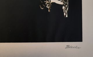 Silhouette in carta con Gallo cedrone