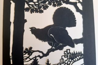 Silhouette in carta con Gallo cedrone