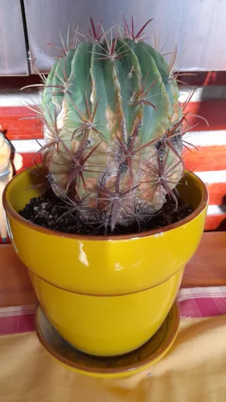 Cactus en maceta amarilla