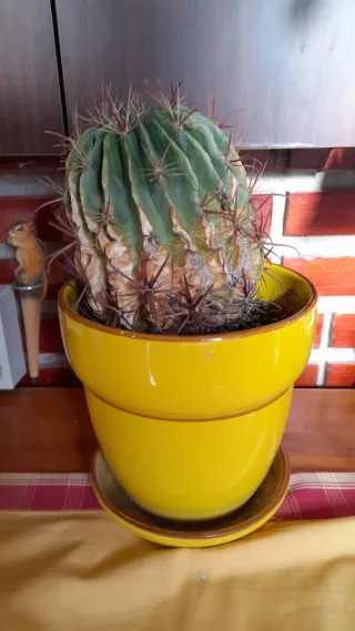 Cactus en maceta amarilla