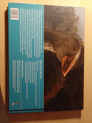 Becco di Rame. La più bella favola per bambini ...