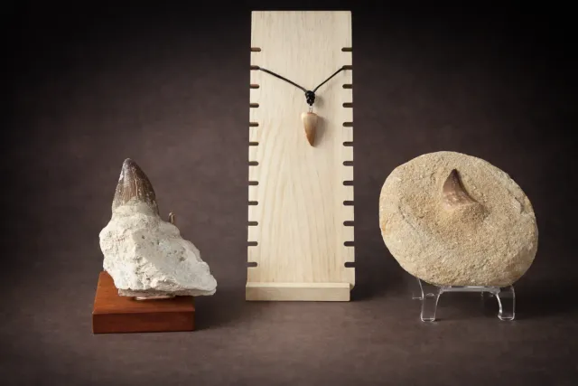 Conjunto Fósiles Mosasaurio