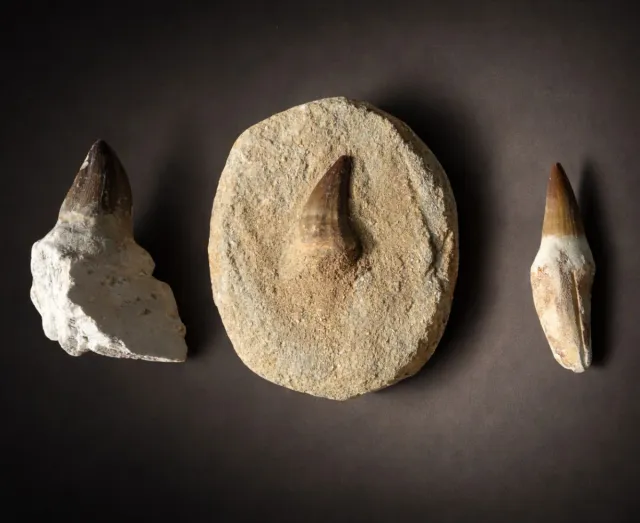 Conjunto Fósiles Mosasaurio