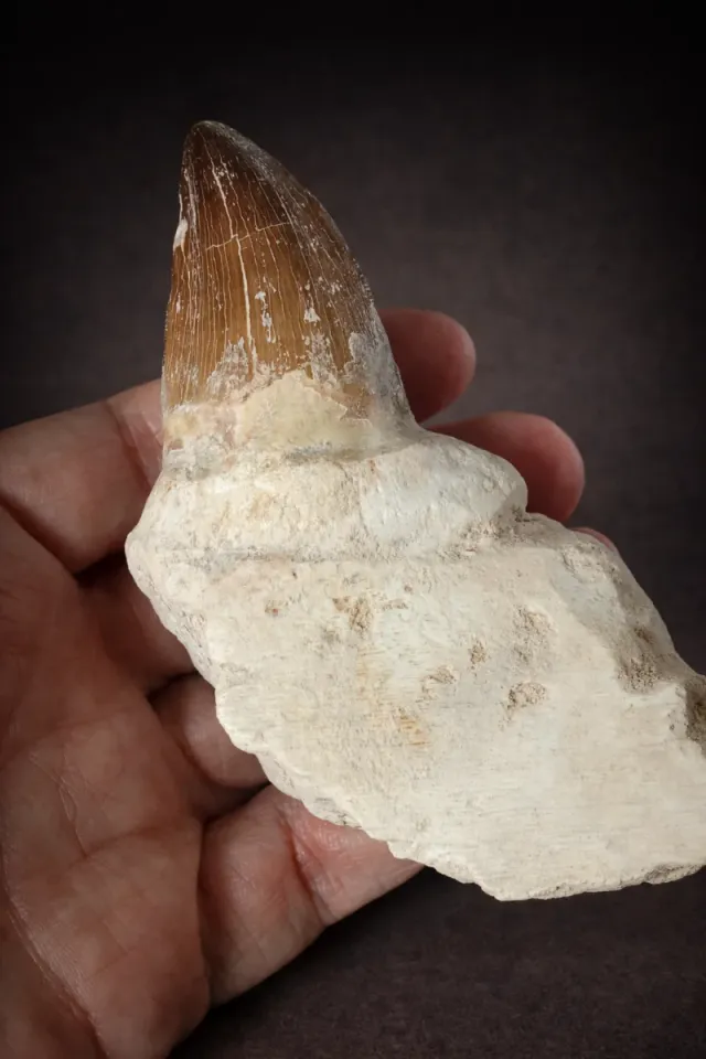 Conjunto Fósiles Mosasaurio