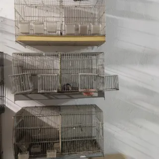 Jaulas de cría para canarios 11€ una  lote 130€