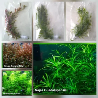 Pack 50x | 9 Espécies Plantas Aquário Vermelhas