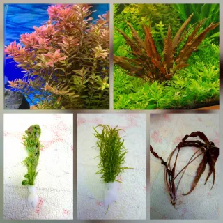 Pack 50x | 9 Espécies Plantas Aquário Vermelhas