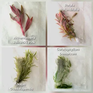 Pack 50x | 9 Espécies Plantas Aquário Vermelhas