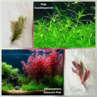 Pack 50x | 9 Espécies Plantas Aquário Vermelhas