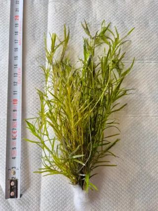 Pack 50x | 9 Espécies Plantas Aquário Vermelhas