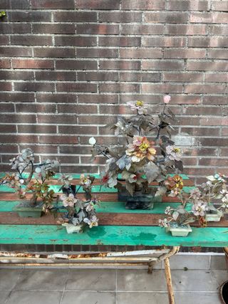 Set di 5 Bonsai Cinesi in Stile Giada