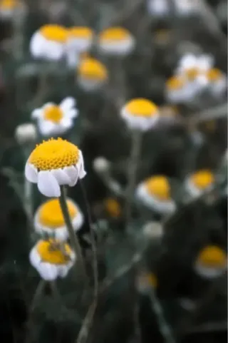 Objetivo Canon EF-M 55-200mm f/1:4.5-6.3 STM