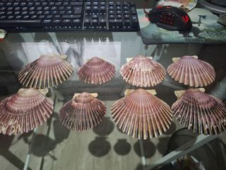 Conchas de vieira naturales grandes (8 uds)