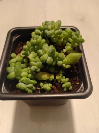Sedum burrito planta suculenta