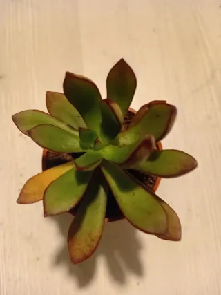 Echeveria Pulvinata Planta Suculenta