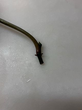 Estaca Syngonium podophyllum 'Albo-Variegata'