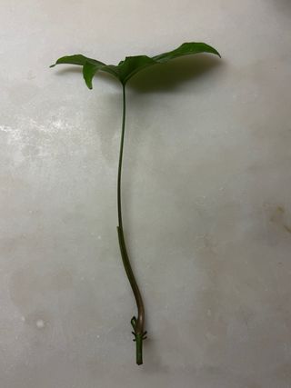 Estaca Syngonium podophyllum 'Albo-Variegata'