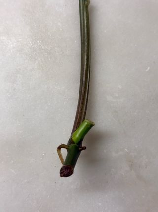 Estaca Syngonium podophyllum 'Albo-Variegata'