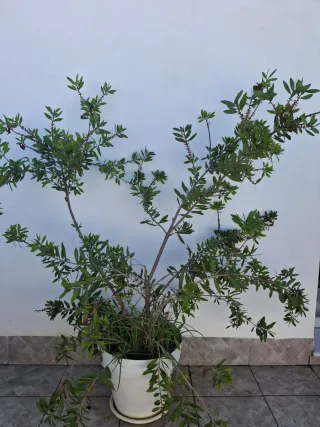 Lote de plantas en maceta: Ficus, olivo y otra.