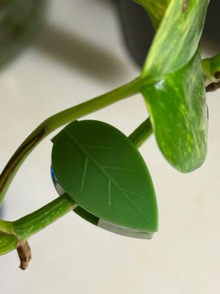 10 Fixadores de parede planta Trepadeira/monstera