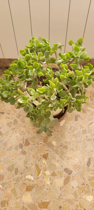 Crassula ovata  Planta Jade ondulada